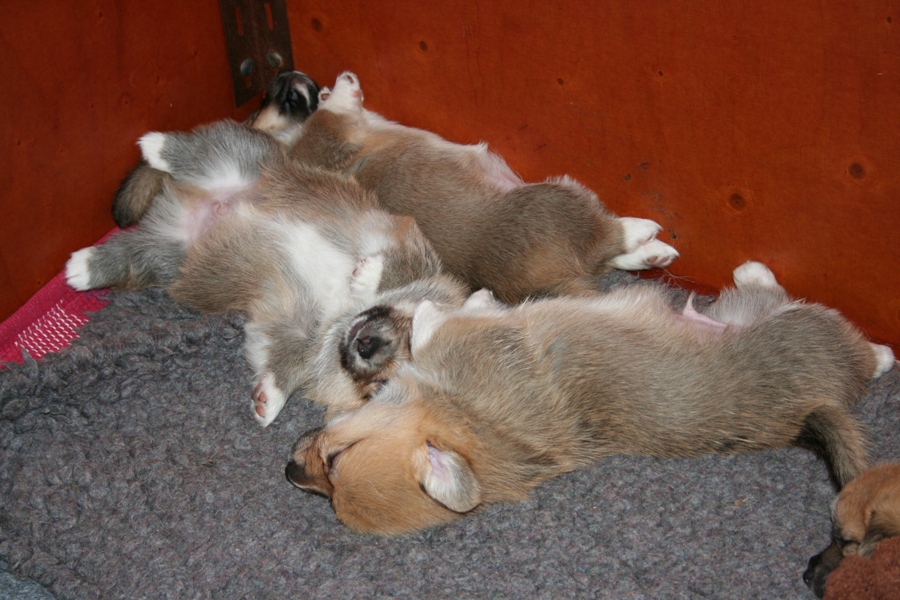 Puppies